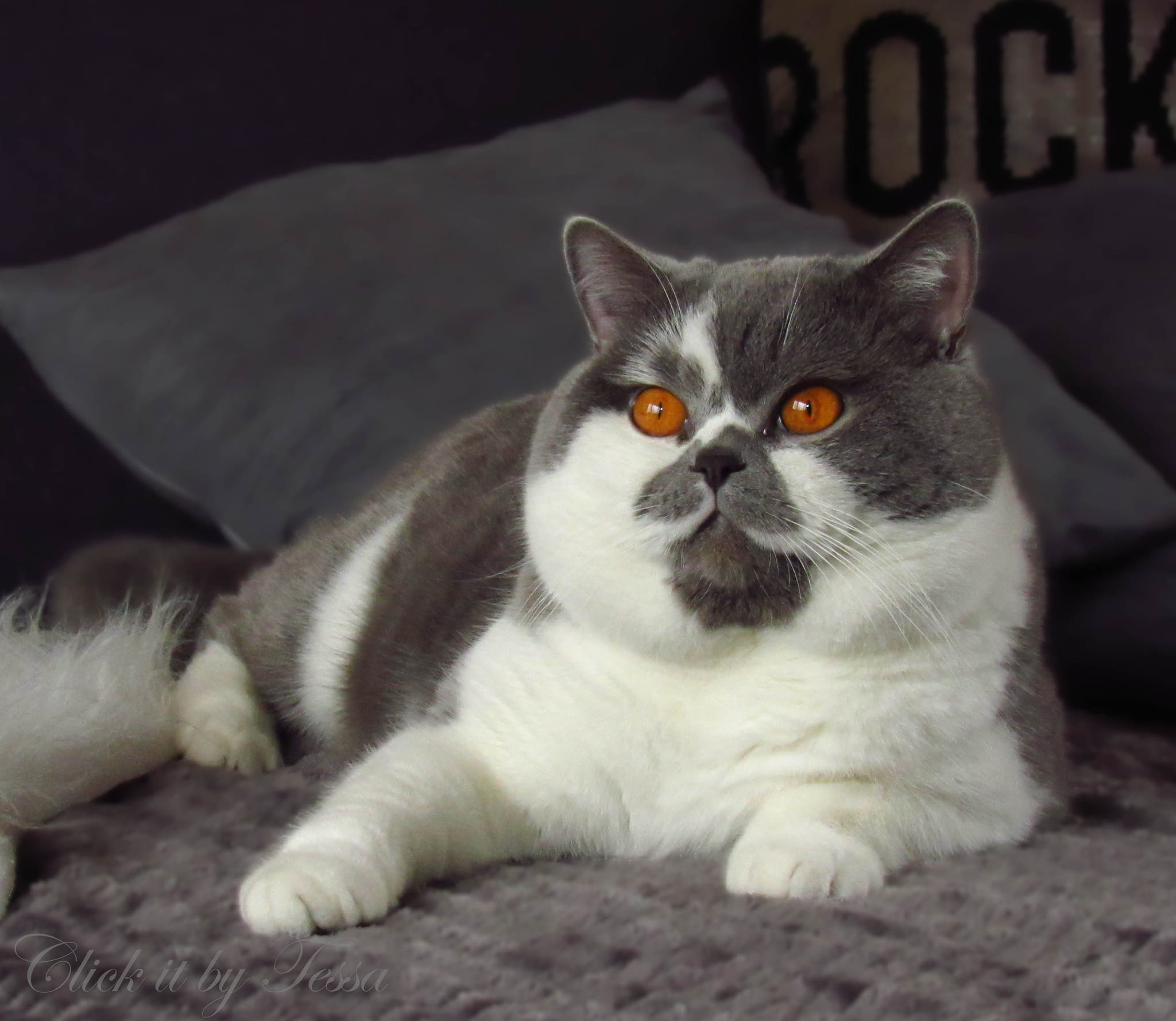 Brits korthaar kat